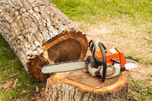 Chainsaw resting on a fallen tree