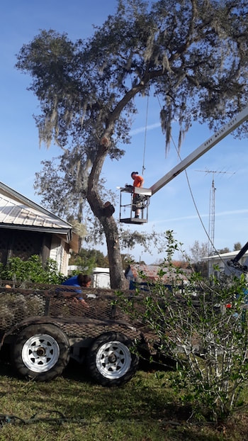 Tree removal service in Tampa, FL