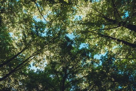 Tree Service Wesley Chapel FL