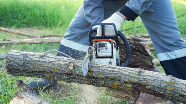 Tree Removal Wesley Chapel FL