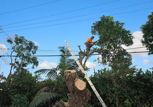 Saved in Time! Lutz Mango Tree Removal You Need to See