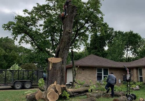 Lutz, FL Tree Removal – Pruning & Removing a Catalpa