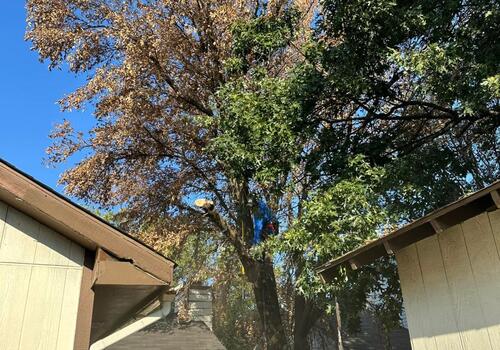 Riverview, FL Tree Removal You Need to See to Believe