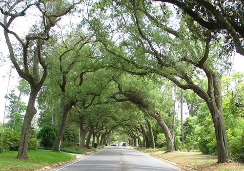 A Look at Our Tree Removal Project in Town ‘n’ Country