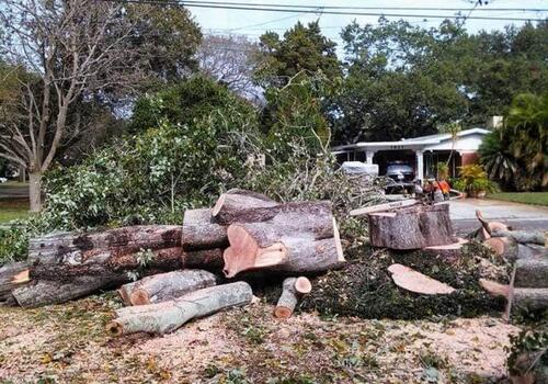 Tree Removal in Lutz, FL: A Risky Oak Finally Handled