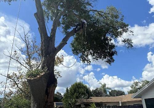 Professional Tree Removal in East Tampa | Tampa Tree Service